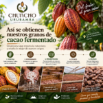 Así se obtienen nuestros granos de cacao fermentado: un proceso que comienza con una buena cosecha