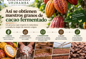 Así se obtienen nuestros granos de cacao fermentado: un proceso que comienza con una buena cosecha